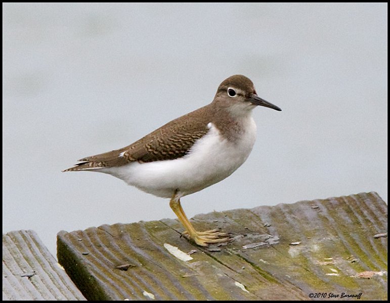 _0SB6919 spotted sandpiper (non breeding).jpg